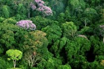 ТГУ: в мире еще не открыты учеными около 9 тысяч видов деревьев