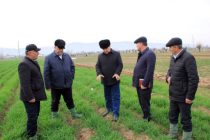 Заместитель Премьер-министра Таджикистана ознакомился с состоянием сельскохозяйственной отрасли посёлков и сельских джамоатов Шахринавского района