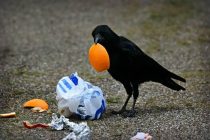 ПТИЧЬЯ УБОРКА. В Швеции дикие вороны очистят город от мусора и окурков
