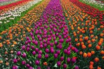 ДЕНЬ В ИСТОРИИ. Тюльпановый бум в Голландии. И почему луковицы этого цветка в Душанбе привозят именно из этой страны