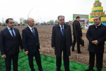 Лидер нации Эмомали Рахмон с целью создания тутового сада в дехканском хозяйстве «Хурсанди-2» района Кушониён посадил дерево