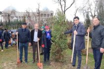 ДЕРЕВО ДРУЖБЫ. В Душанбе провели акцию по защите окружающей среды