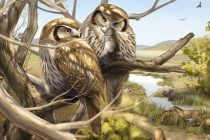 Китайские  ученые нашли останки совы, жившей 6 млн лет назад
