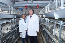 В СВЕТЕ ПОРУЧЕНИЙ ПРЕЗИДЕНТА. В Таджикистане увеличилось производство куриного мяса