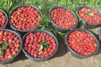 В Таджикистане начался сезон клубники. Корреспондент НИАТ «Ховар»  рассказывает, как её выращивают