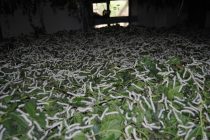 В Кубодиёне развивают производство коконов шелкопряда