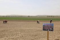 Земледельцы района Дусти приступили к выращиванию сельскохозяйственных культур нового сезона