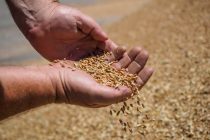 Сбор урожая пшеницы в Таджикистане на 100 % завершился без потерь