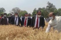Египет планирует импортировать пшеницу из Индии