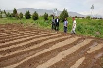 Земледельцы Гиссара проведут весенний сев картофеля на площади 482 гектара