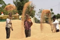 МИРОВОЙ ПРОДОВОЛЬСТВЕННЫЙ КРИЗИС. Индия запретила экспорт пшеницы