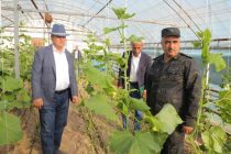 Заместитель Премьер-министра Таджикистана Сулаймон Зиёзода ознакомился с сельскохозяйственной отраслью Куляба