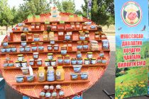 В Таджикистане увеличилось производство меда и количество пчелиных семей