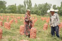 Хозяйственники Фархора вознамерились наладить экспорт лука
