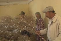 На юге Таджикистана произвели 157 тонн коконов шелкопряда