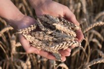 ГЛОБАЛЬНЫЙ ПРОДОВОЛЬСТВЕННЫЙ КРИЗИС. Мировых запасов пшеницы хватит до 18 недель
