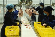 В Таджикистане за первые три месяца текущего года произведено 10 799 тонн мяса птицы
