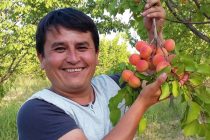 НАЛЕТАЙ,  ПОСПЕЛ АБРИКОС!  В Таджикистане начался сбор ранних сортов  этого солнечного фрукта