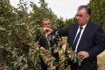 Глава государства Эмомали Рахмон ознакомился с ходом сбора урожая фруктов, овощей и бахчевых в производственном кооперативе «Сомонджон»