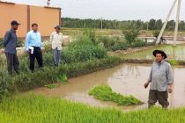 Земледельцы Турсунзаде выращивают рис на площади 4500 га