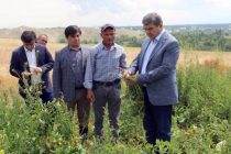 Заместитель Премьер-министра Таджикистана Сулаймон Зиёзода ознакомился с ходом работ в земледельческих хозяйствах города Истаравшана