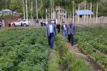 Заместитель Премьер-министра Сулаймон Зиёзода ознакомился с состоянием сельскохозяйственных работ в Шугнанском районе