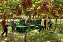 Виноградарское хозяйство «Боги Сомон» Турсунзаде начало экспортировать виноград в Россию
