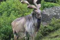 Престижный британский журнал «Oryx» отметил успехи Таджикистана в защите винторогого козла