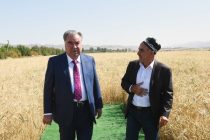 Президент страны Эмомали Рахмон в Ховалингском районе дал старт сбору урожая зерновых в производственном кооперативе «Абдулло Сафолов»