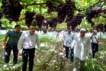 Из города Турсунзаде Таджикистана в Казахстан экспортируется три тысячи тонн высококачественного винограда