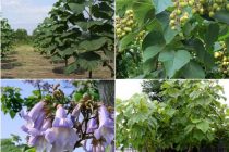 «Выращивание чудодейственного дерева «Павловния» принесёт большую пользу в Таджикистане», — предлагает предпринимателям таджикский журналист