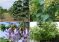 «Выращивание чудодейственного дерева «Павловния» принесёт большую пользу в Таджикистане», — предлагает предпринимателям таджикский журналист