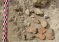 В Бухаре найдены фрагменты настенной росписи, датируемые IV в. до н.э.