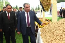 Президент страны Эмомали Рахмон в Бободжон Гафуровском районе посетил выставку сельскохозяйственной продукции Согдийской области