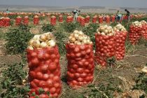 В Таджикистане в этом году по прогнозу на площади более 17 тысяч гектаров будет проведён посев лука