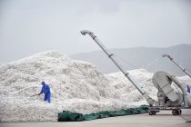 ХЛОПОК-2022. Земледельцы района Кушониён в этом году соберут более 26 тысяч тонн «белого золота»