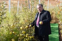 Президент страны Эмомали Рахмон посетил интенсивный сад «Бобои Шамс» в районе Шамсиддин Шохин и принял участие в торжествах по случаю праздника Мехргон в Хатлонской области