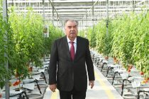 Глава государства Эмомали Рахмон в Бободжон Гафуровском районе сдал в эксплуатацию современную теплицу ООО «ММК Агро»