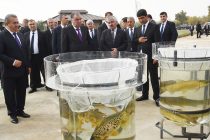 Президент страны Эмомали Рахмон в Шахритусском районе посетил дехканское рыбоводческое хозяйство «Наимджон-2012»