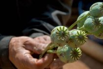 ТАЛИБЫ ПОДСЕЛИ НА ОПИУМ. Вопреки строжайшим запретам, выращивание опийного мака в Афганистане резко возросло
