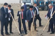 В целях предотвращения пыли и мглы в Шахритусском районе на более чем 200 га высажен  саксаул