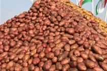 В Джайхунском районе стартовала кампания по посадке картофеля