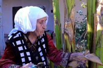 НА НОВОГОДНИЙ СТОЛ! Герой труда, известная в Таджикистане Гавхарби Пиракова выращивает бананы в собственном саду