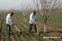 В 2022 году земледельцы Таджикистана внесли значительный вклад в обеспечение населения продовольствием