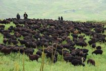 В Таджикистане на 15,2 % увеличился объем производства мяса крупного и мелкого скота