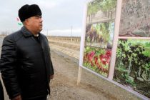 В Бободжон Гафуровском районе будет возведено 500 га новых виноградников
