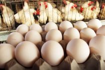 В хозяйствах ГБАО на 2,9 % увеличилось производство яиц