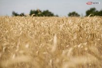 Минсельхоз Таджикистана: В стране собрано около миллиона тонн зерна