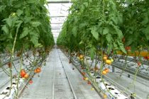 Теплицы Инновационного парка Дарвазского района увеличили производство овощей до 10 тонн
