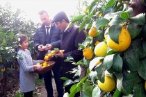 СЕЗОН ЛИМОНОВ – В РАЗГАРЕ.  Более половины урожая  этого  цитрусового фрукта Таджикистана  идет на экспорт